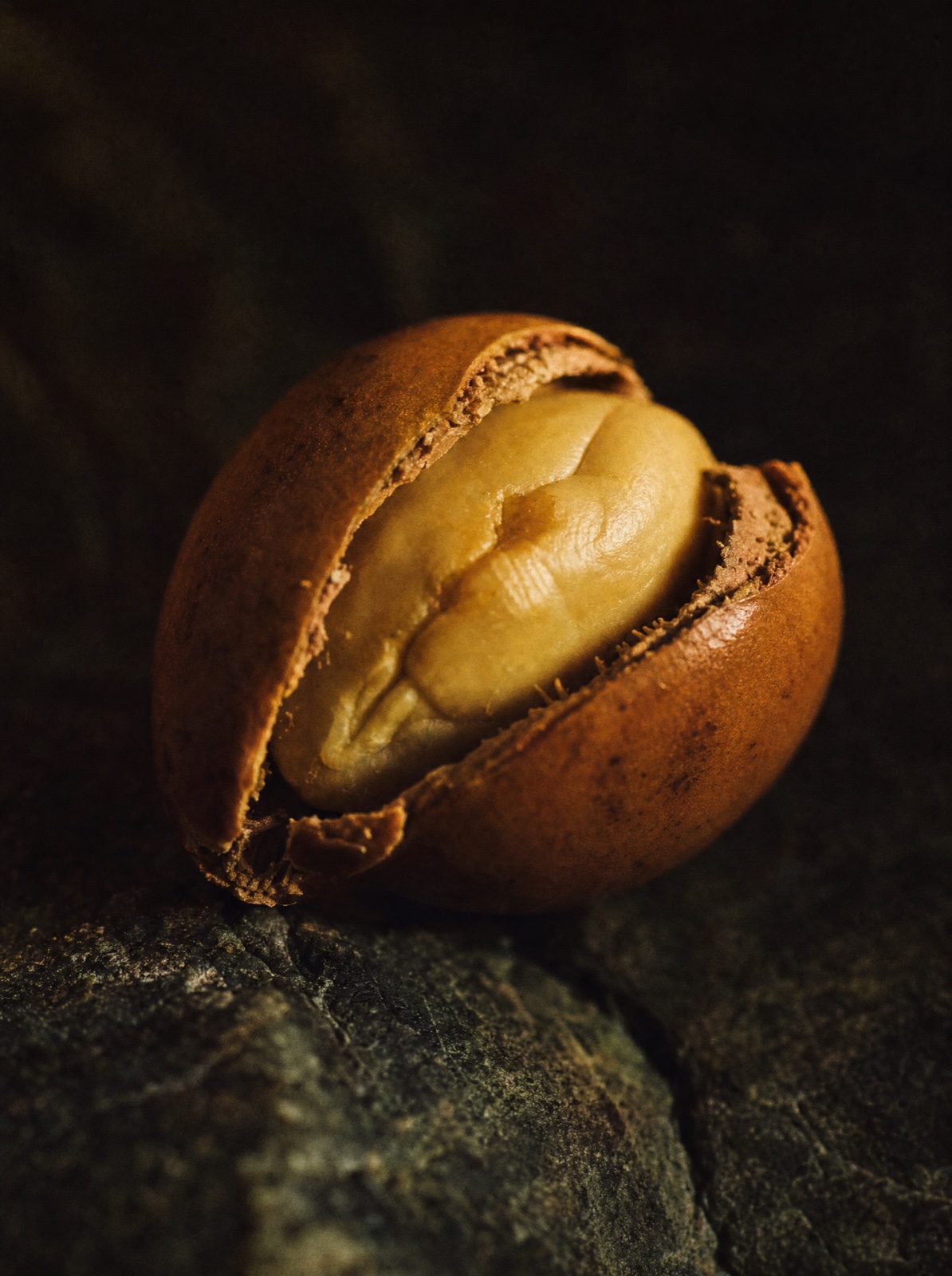 Guscio di argan
